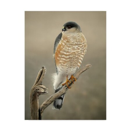 Trademark Fine Art Clarence Stewart 'Hawk Portrait' Canvas Art, 14x19 ALI41839-C1419GG